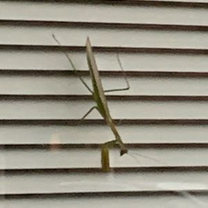 Meet your Posher, Adam